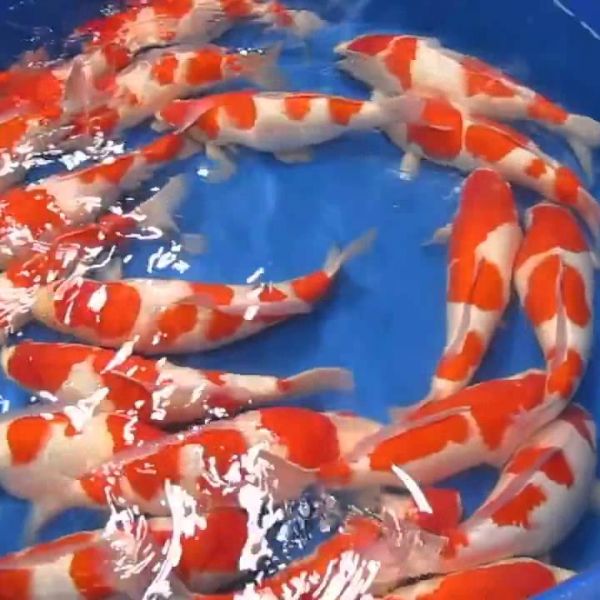 ca-chep-koi-kohaku