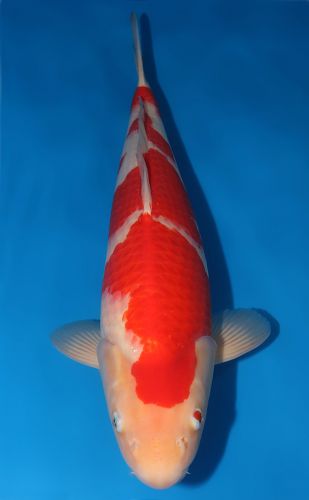 Kohaku