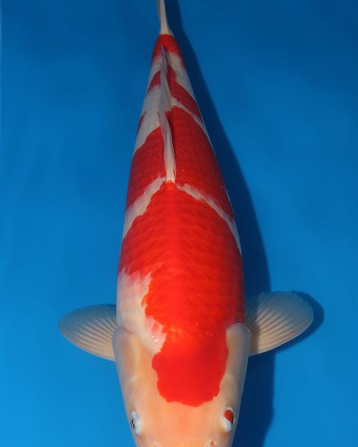 ca-kohaku