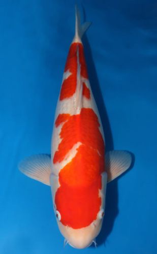 Kohaku