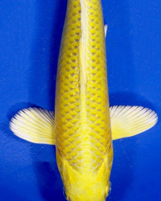 Yamabuki, Yellow koi, Gold koi, Koi, koi for ponds, koi for sale