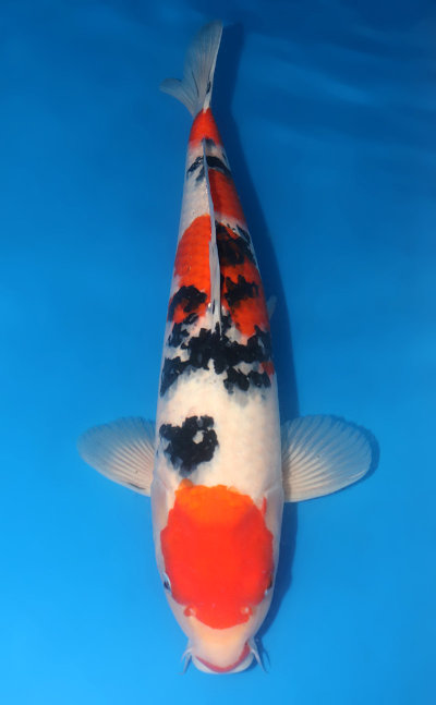 ca-koi-taisho-sanke