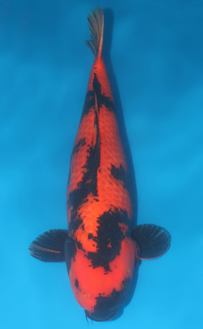 hi-utsuri-koi