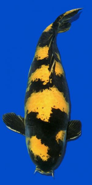 ki-utsuri-koi