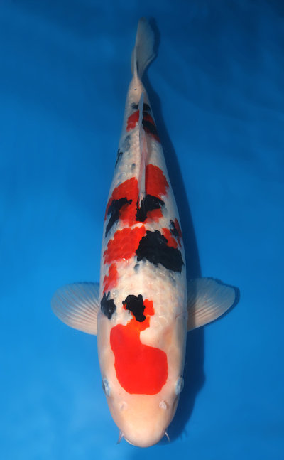 taisho-sanke-koi